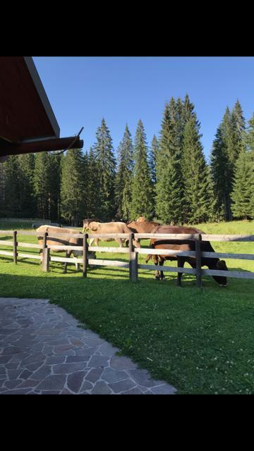 Cosy Chalet On Pokljuka - Brunarica Tinkara Zgornje Gorje 外观 照片